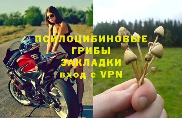 прущие грибы Алзамай